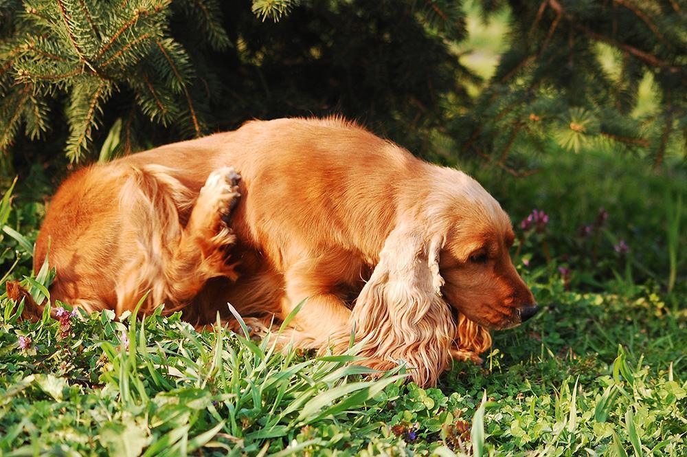 Cocker spaniel 2024 chewing paws