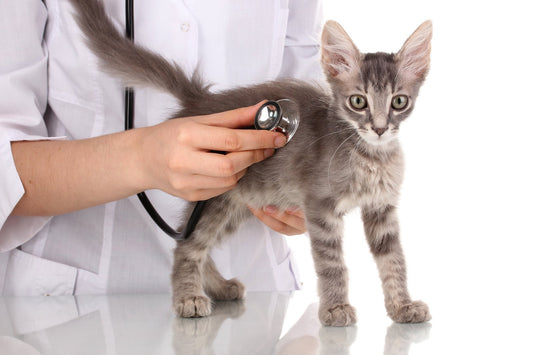  Five Things to Look for When Choosing a Veterinarian | Skout's Honor