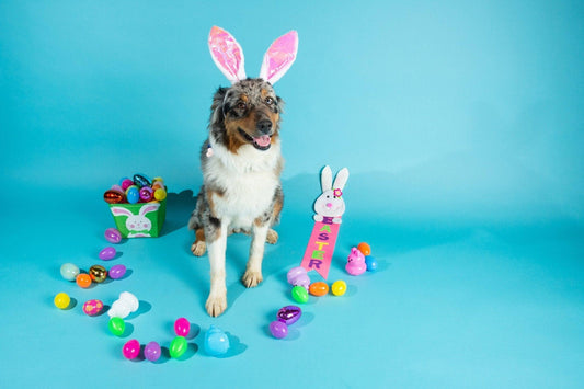  So You Want to Have an Easter Egg Hunt with Your Dog? | Skout's Honor