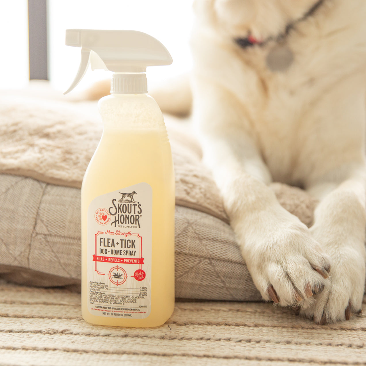 Eugenol oil for fleas best sale