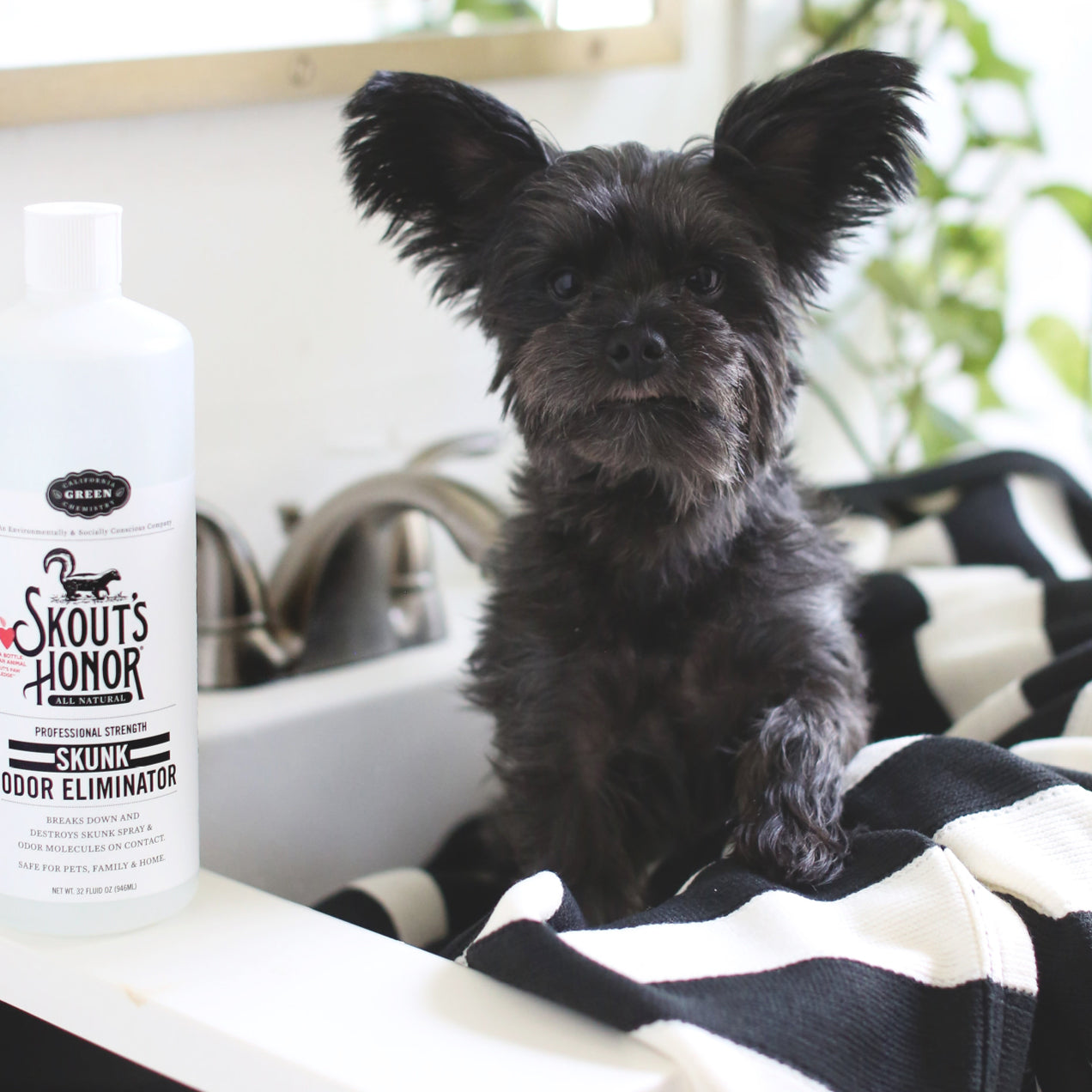 Best treatment for skunk spray on dog hotsell